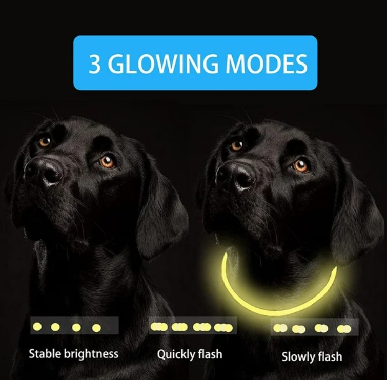 GlowPet®️ Seguridad y visibilidad para tu peludo 🐶🐾