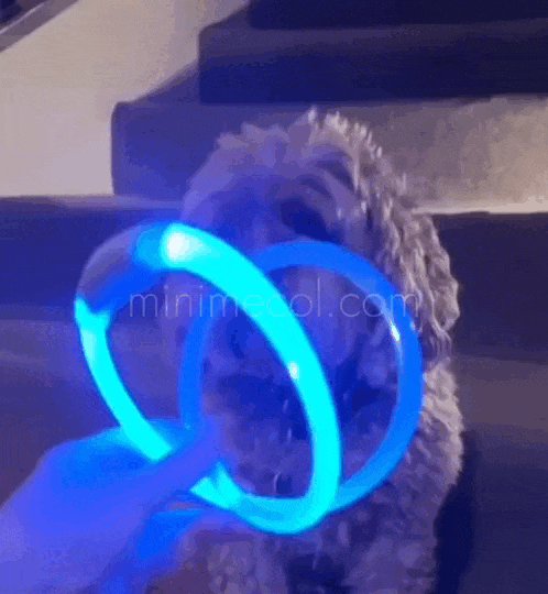 GlowPet®️ Seguridad y visibilidad para tu peludo 🐶🐾