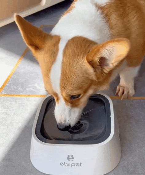 BOWLPET ANTI-SPLASH®️ BEBEDERO ANTIDERRAME – MINI ME