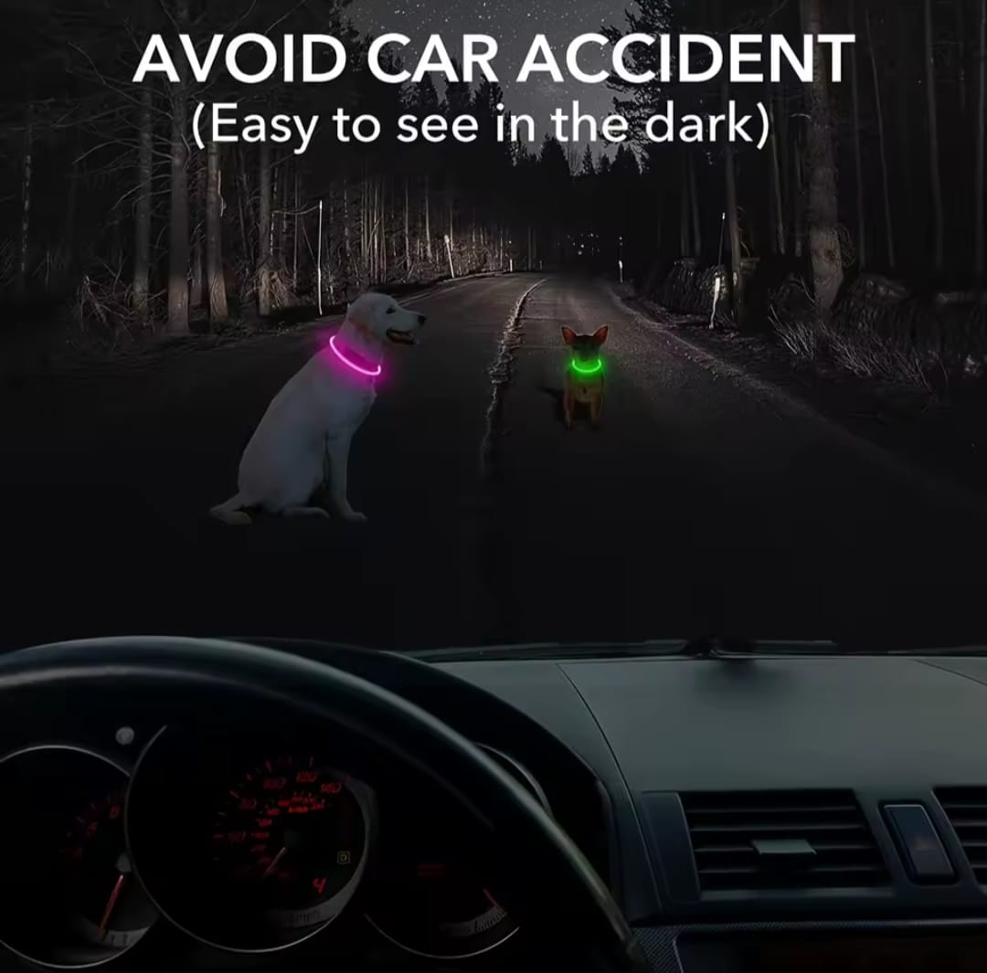 GlowPet®️ Seguridad y visibilidad para tu peludo 🐶🐾