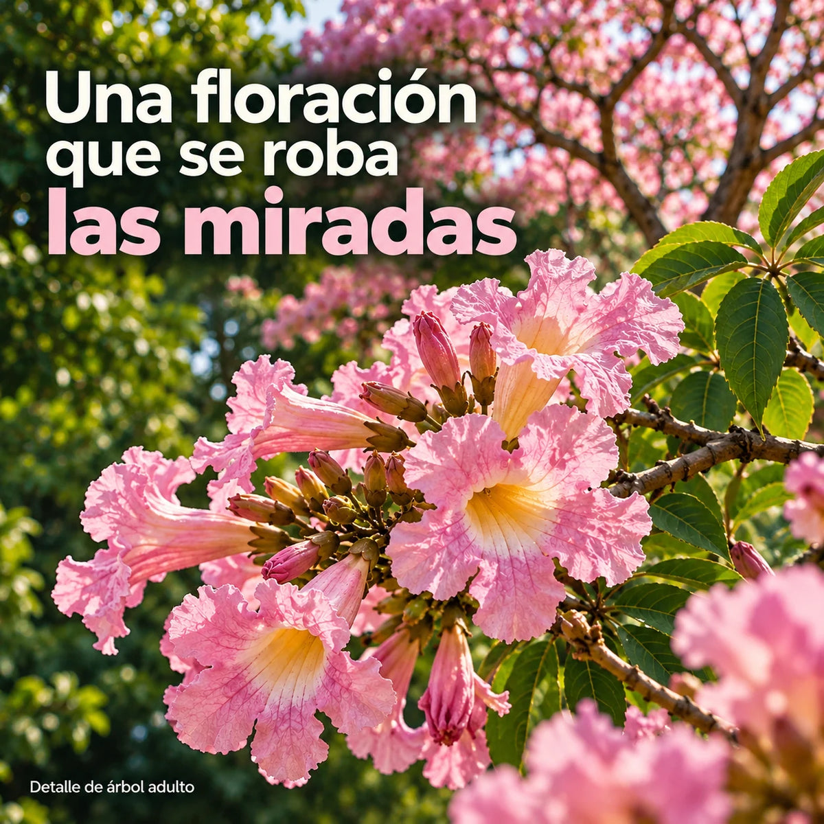 25 Semillas de Guayacán Rosado