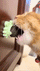 KIT X3 CATNIP TOY BALL®️ Hierba para gatos